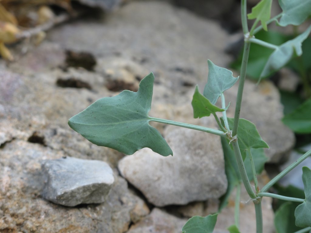 Rumex scutatus